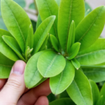 Can You Propagate Astrophytum from Cuttings? The Truth Revealed