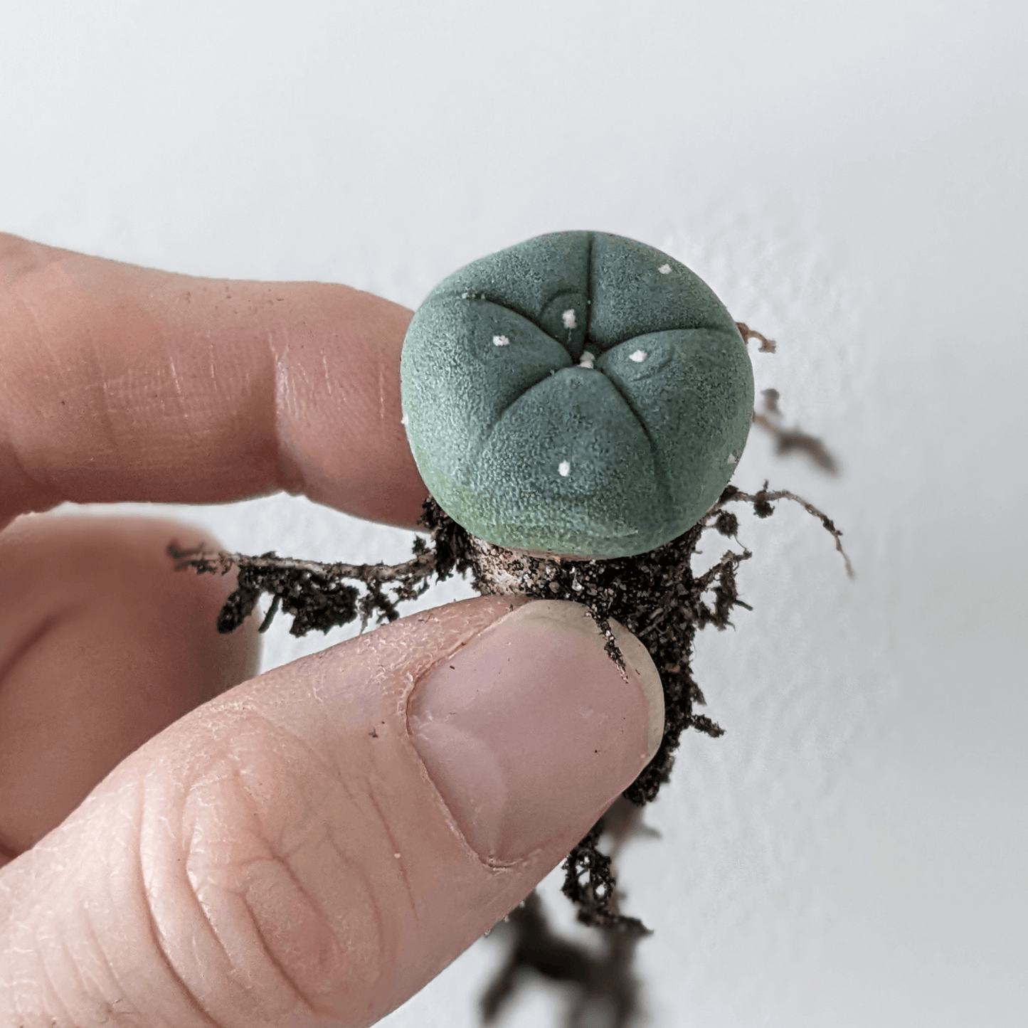 Lophophora Care: Growing the Sacred Peyote Cactus