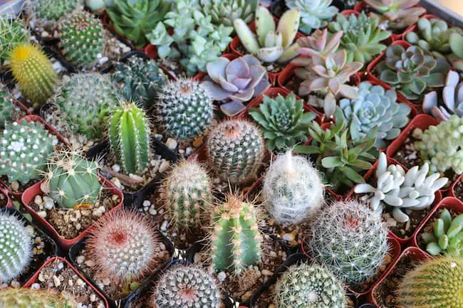 The Fastest Way to Propagate Cacti: Expert Techniques