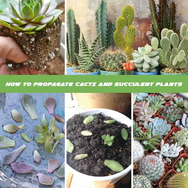 How to Propagate Cacti from Offsets: A Beginner’s Guide