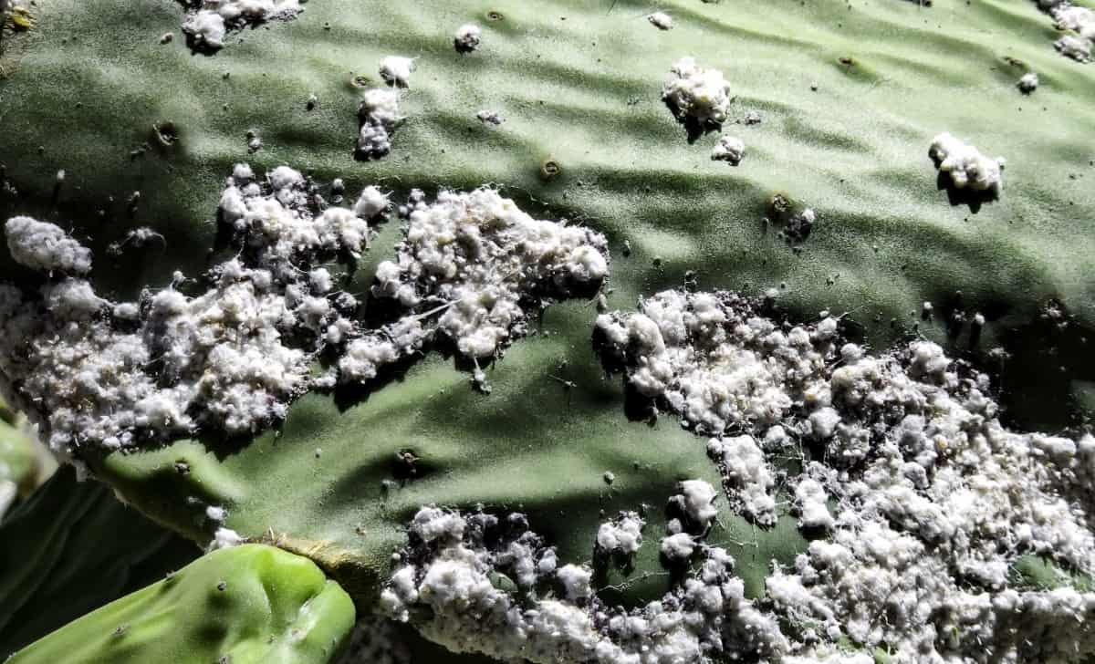 Mealybugs on Cacti: Prevention and Natural Remedies