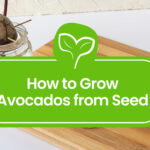 How to Grow Astrophytum from Seed: A Step-by-Step Guide