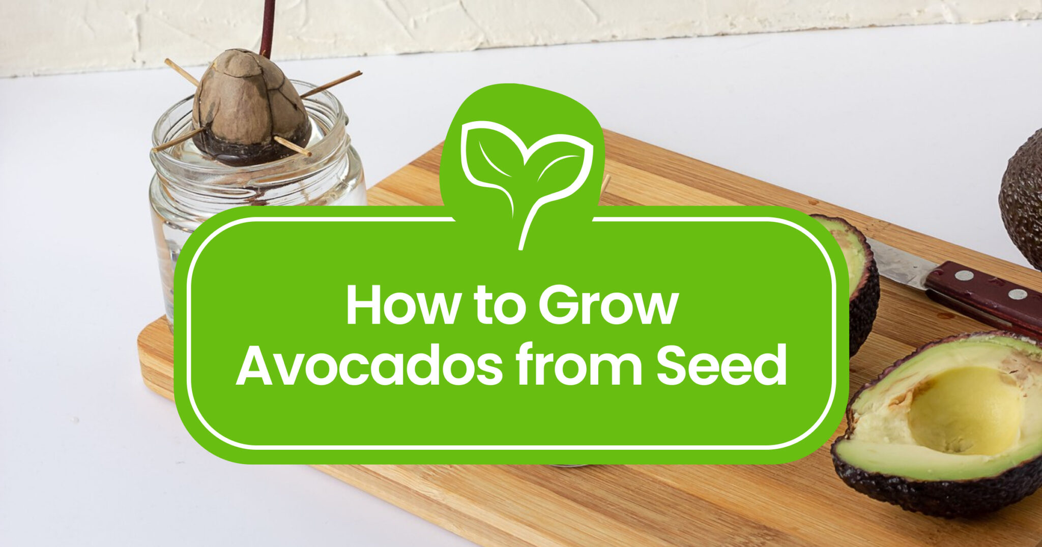 How to Grow Astrophytum from Seed: A Step-by-Step Guide