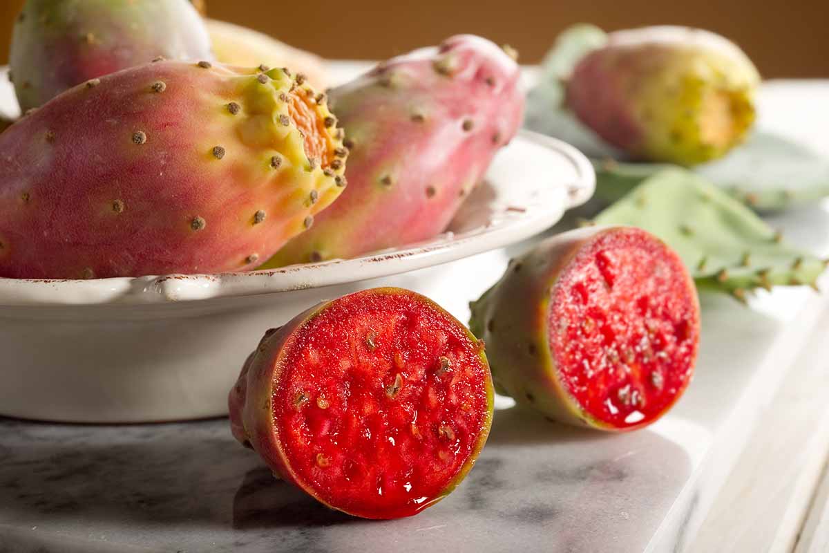 Opuntia in Edible Gardens: How to Harvest and Cook Prickly Pear