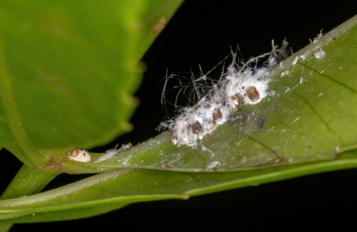 Scale Insects on Cacti: Treatment and Prevention Tips