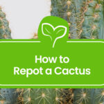 How to Repot a Cactus: A Step-by-Step Guide for All Genera