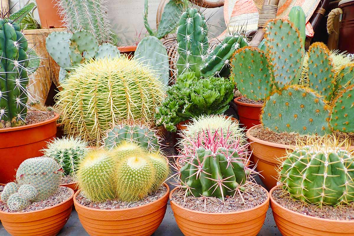 Cactus and Water Conservation: How These Plants Inspire Sustainable Solutions