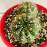 Parodia Grafting: How to Combine with Other Cacti
