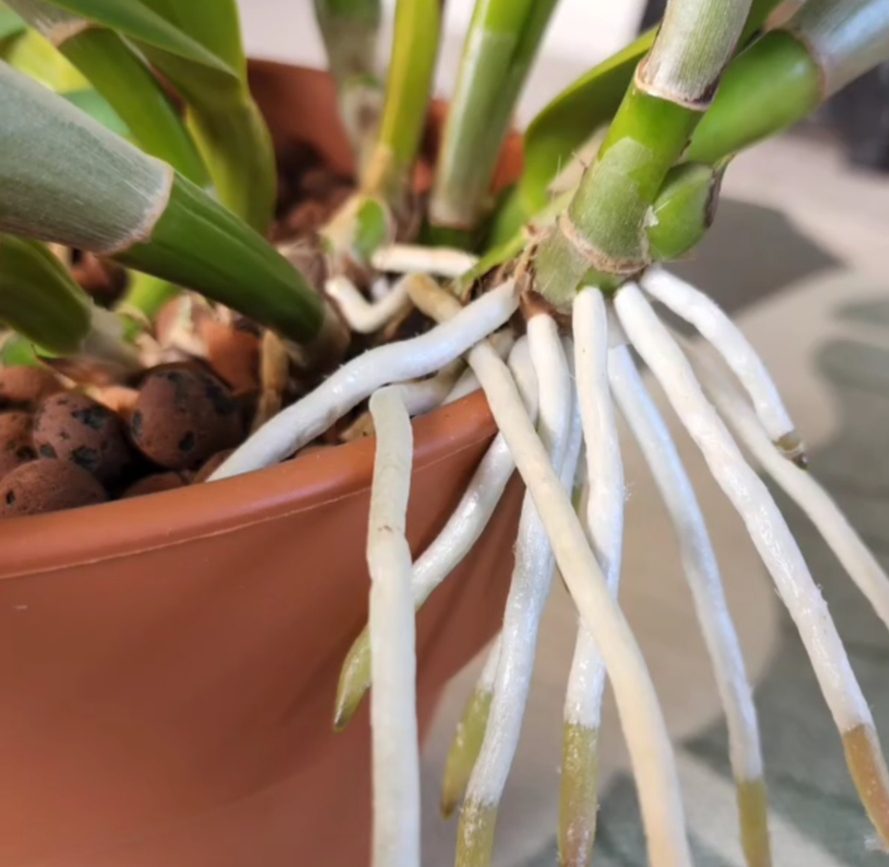 How to Repot Thelocactus: Tips for Healthy Roots