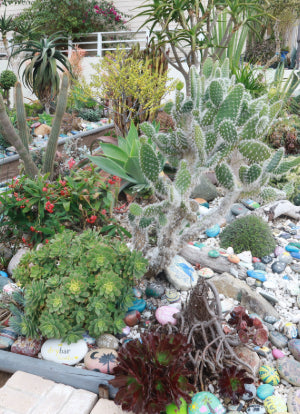 The Best Cactus for Xeriscaping (Drought-Tolerant Landscaping)