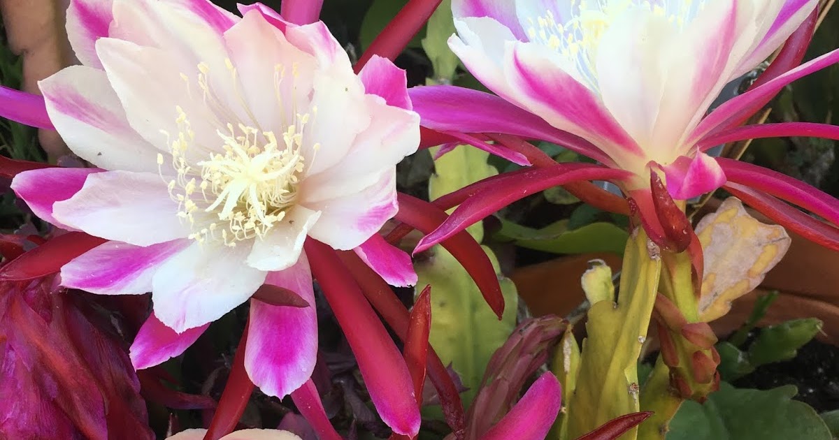 Epiphyllum Flowering: How to Get the Best Blooms