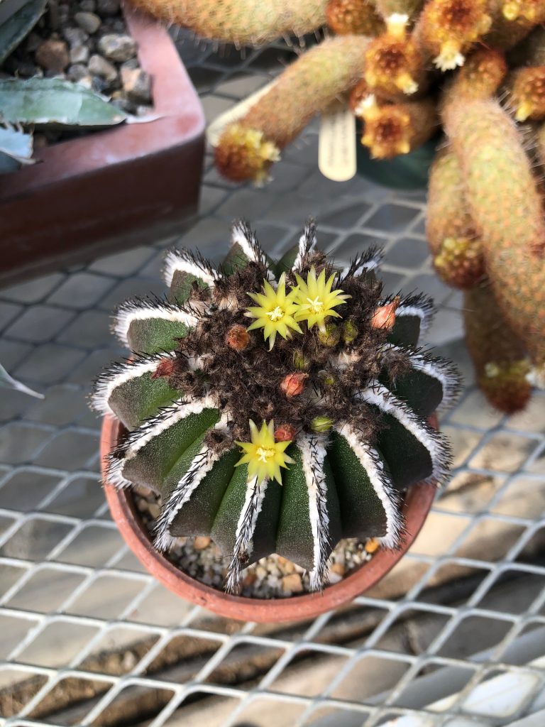 How to Propagate Uebelmannia: Offsets and Seeds