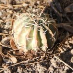 How to Treat Cactus Sunburn: Prevention and Recovery