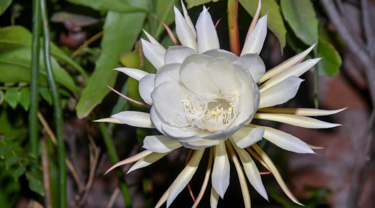 Night-Blooming Cereus: How to Witness the Rare Flowers