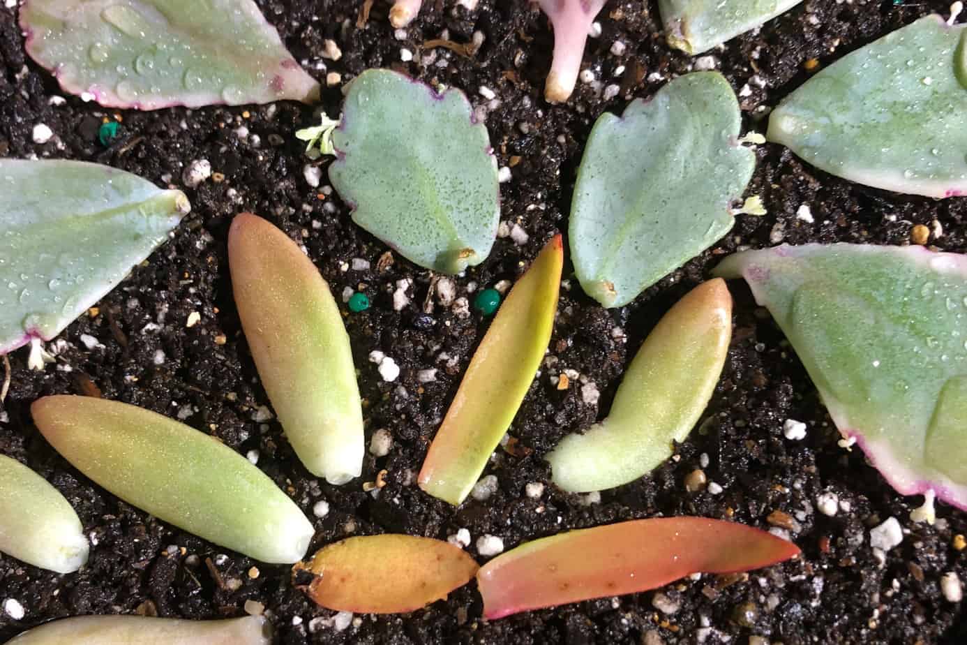 How to Propagate Cactus from Cuttings: A Step-by-Step Guide