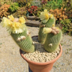 Parodia in Cluster Plantings: Colorful and Compact Displays