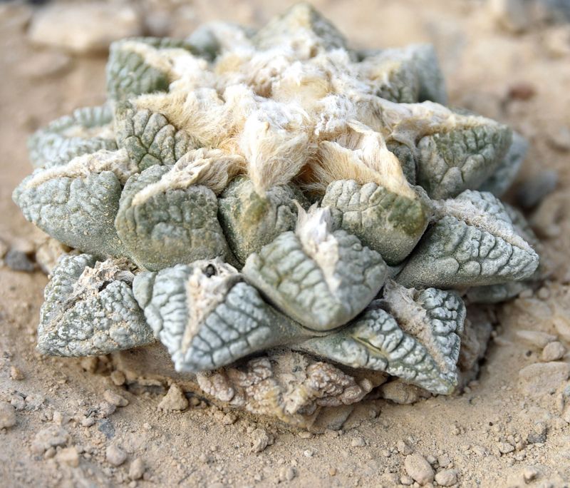 Ariocarpus Species: How to Identify and Grow These Living Rocks