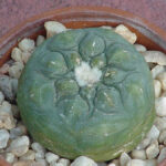 Lophophora in Traditional Medicine: History and Uses