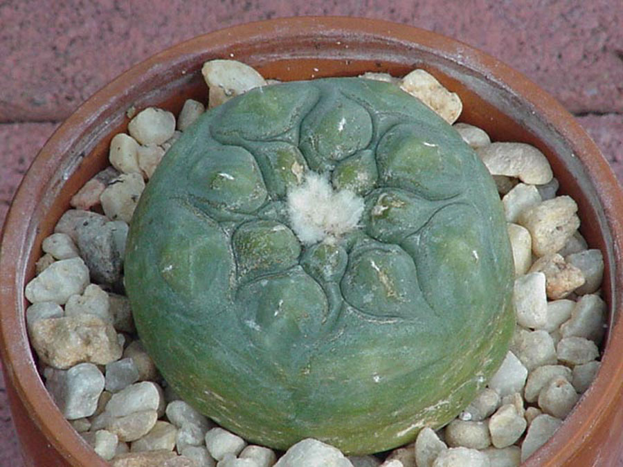 Lophophora in Traditional Medicine: History and Uses