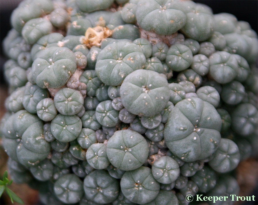 The Cultural Significance of Lophophora and Other Sacred Cacti