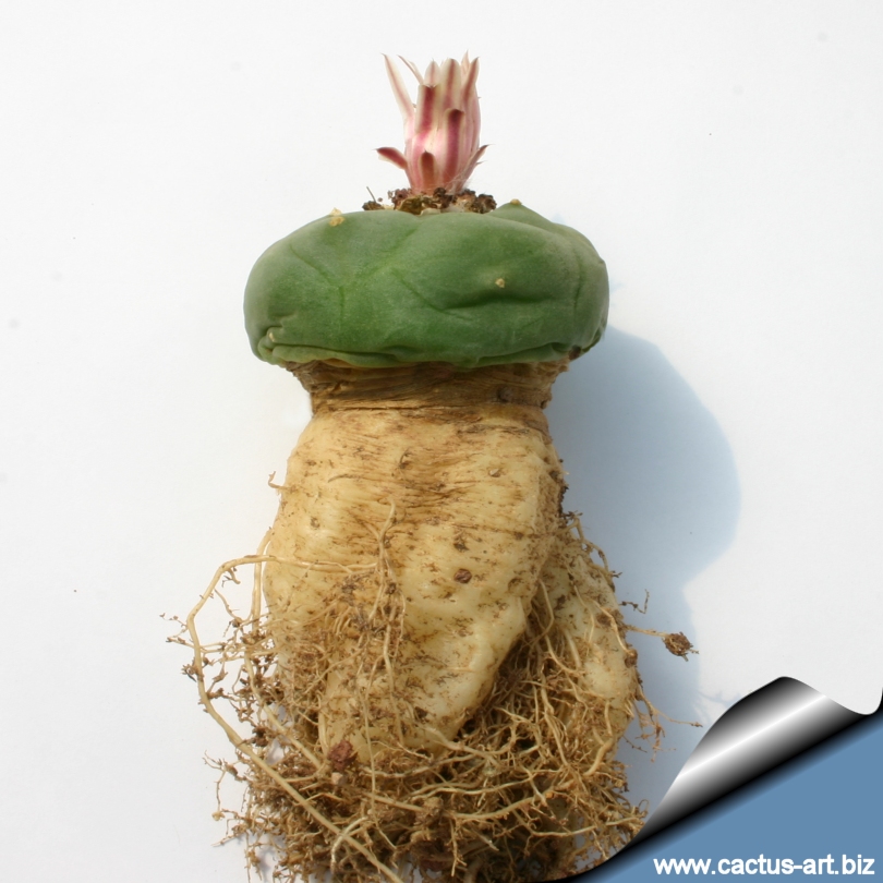 Can You Propagate Lophophora from Offsets? What You Need to Know