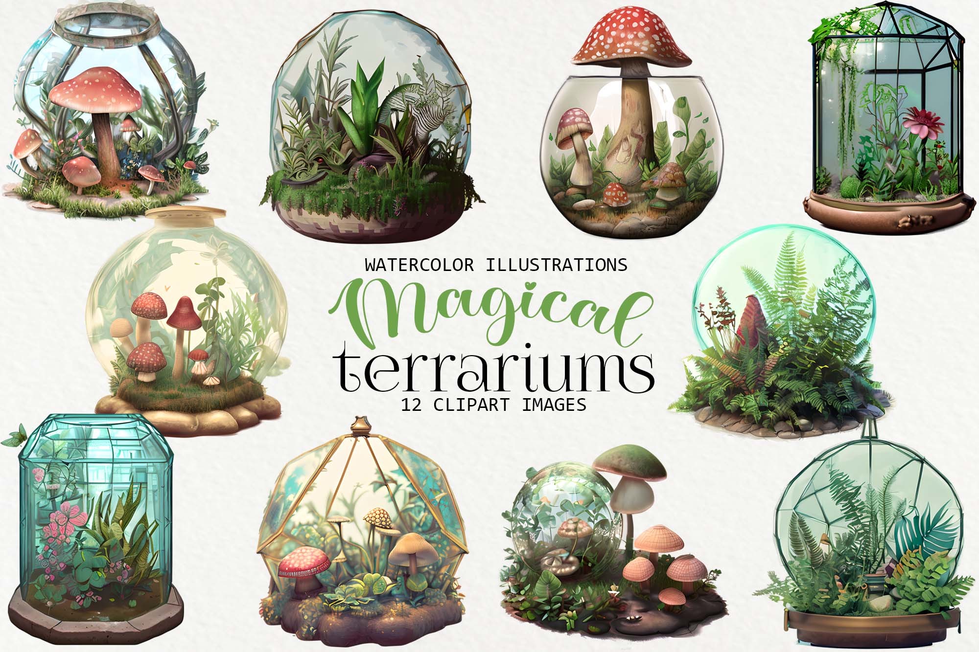 Frailea in Terrariums: Creative Display Ideas