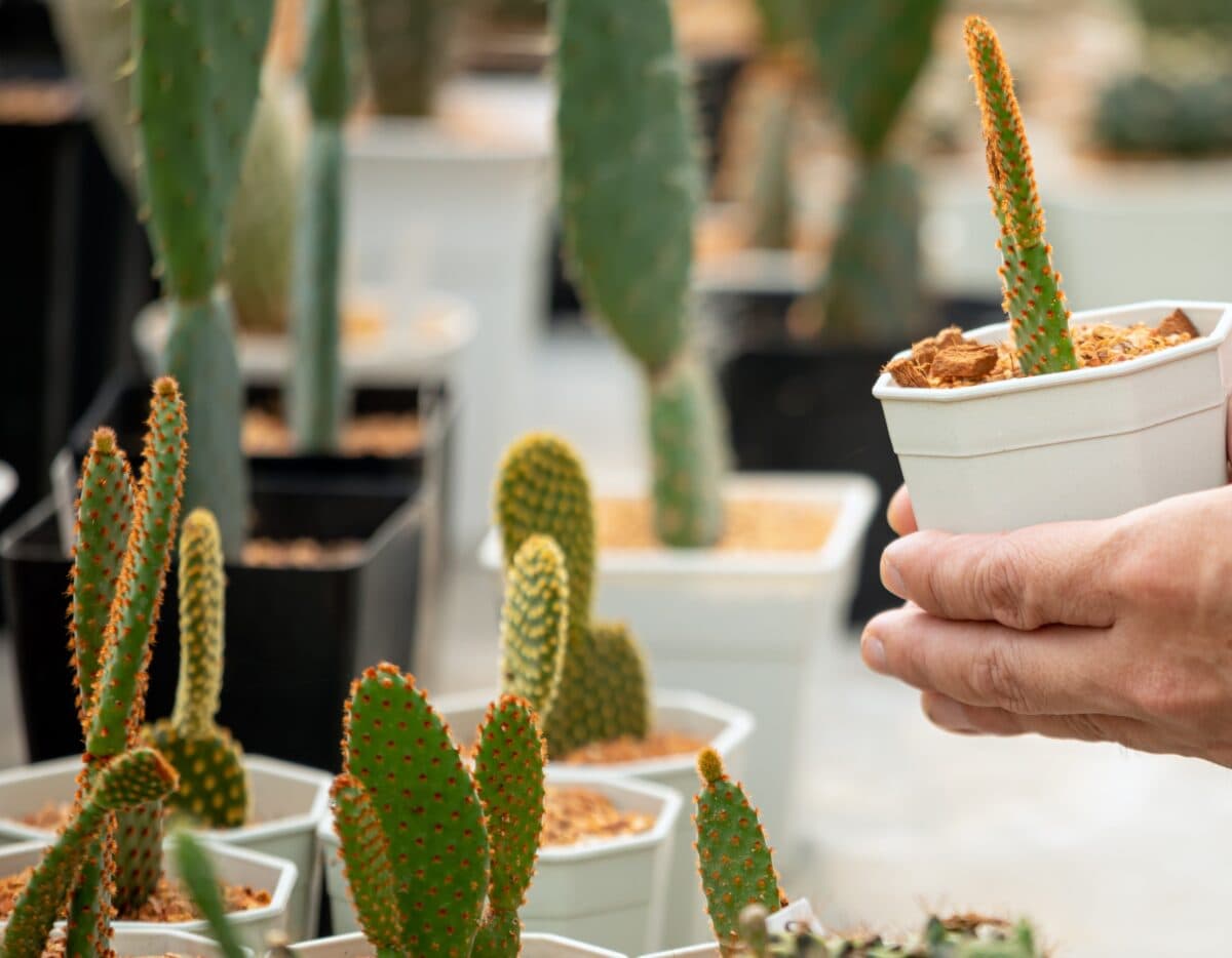 The Illegal Cactus Trade: What You Need to Know Before Buying