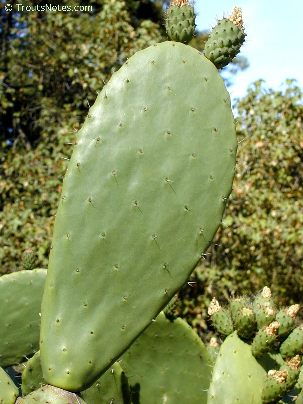 The Best Soil for Opuntia: Drainage and Nutrient Needs