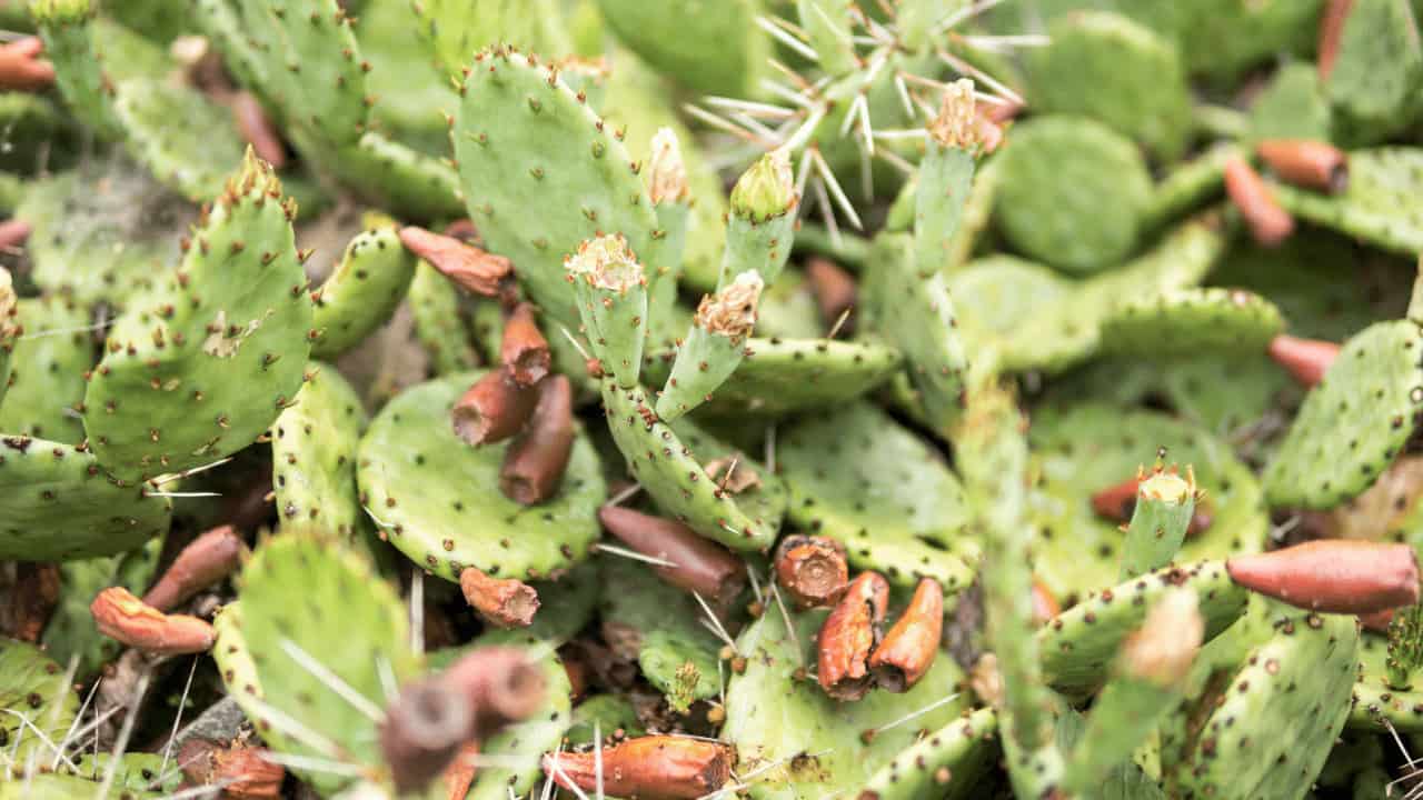 The Best Time to Propagate Opuntia: Seasonal Tips