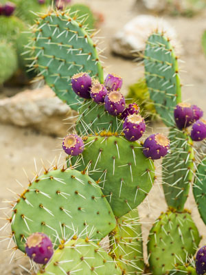 How to Grow a Cactus from a Pad (Prickly Pear)