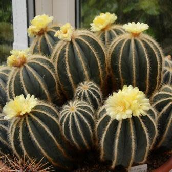 How to Grow Parodia from Seed: Tips for Success
