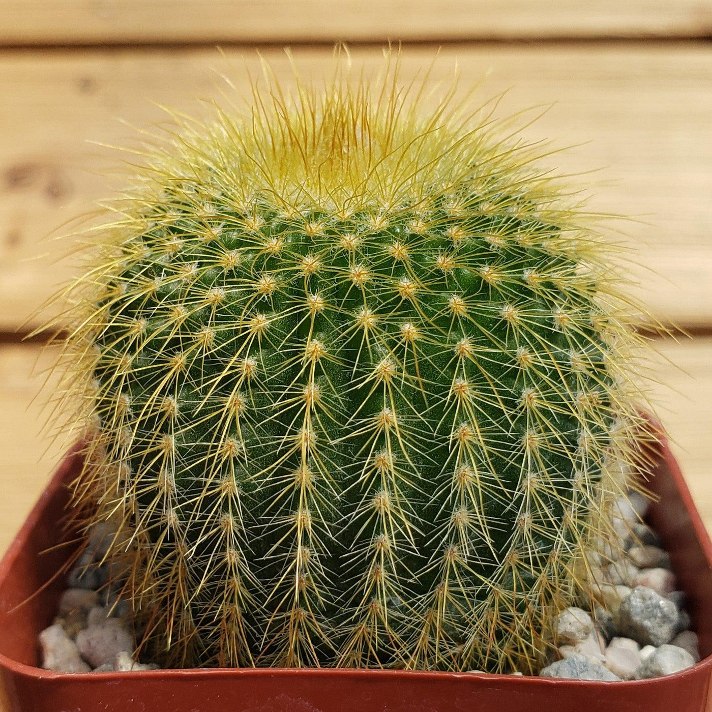 Parodia Symbolism: The Ball Cactus and Joy