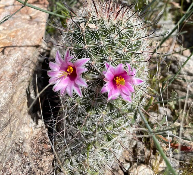 Why Is My Cactus Soft? Identifying and Treating Rot