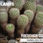 Mammillaria for Kids: The Adorable Pincushion Cactus