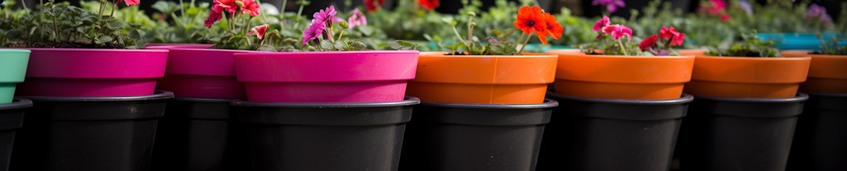 The Best Pots for Cacti: Materials