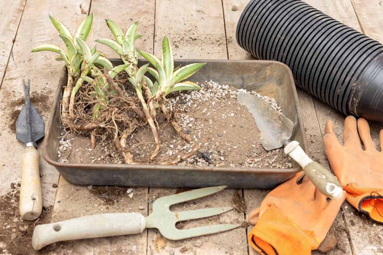 How to Propagate Echinocactus from Offsets: A Beginner’s Guide