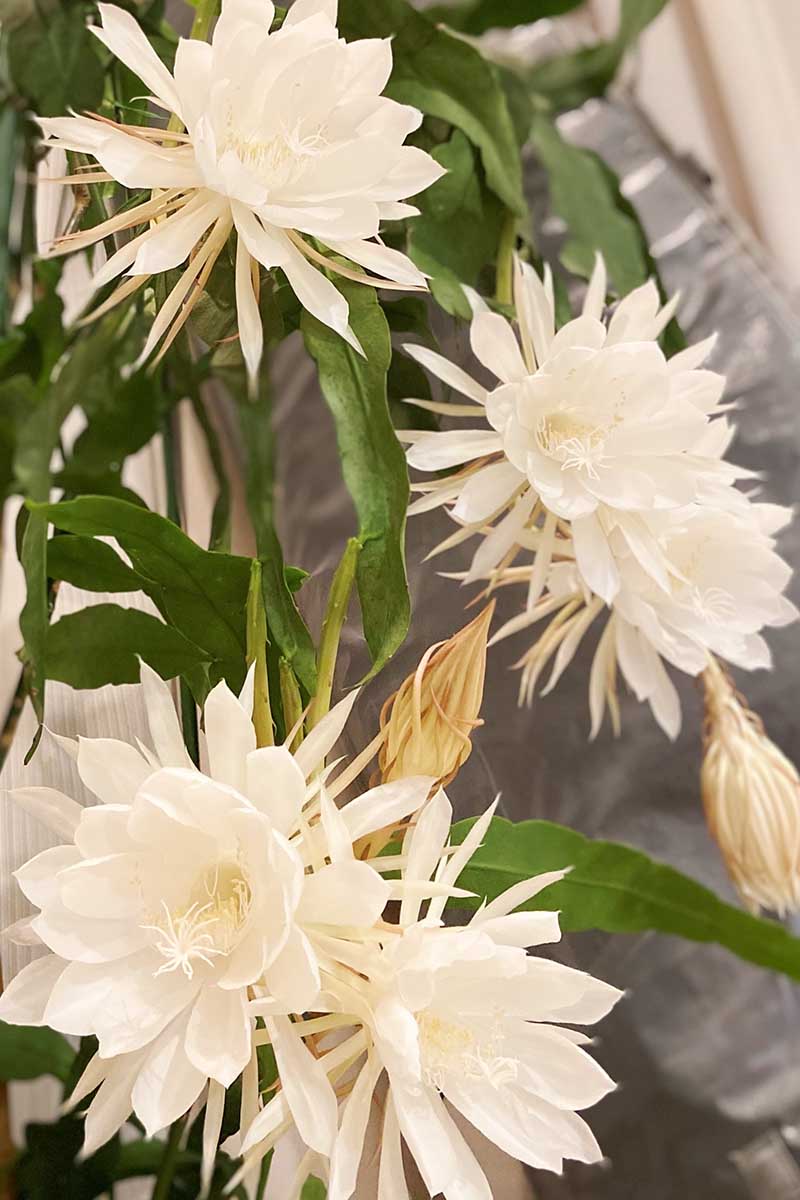 How to Propagate Epiphyllum: Cuttings and Division