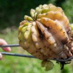 Cactus Sunburn: How to Prevent and Treat It