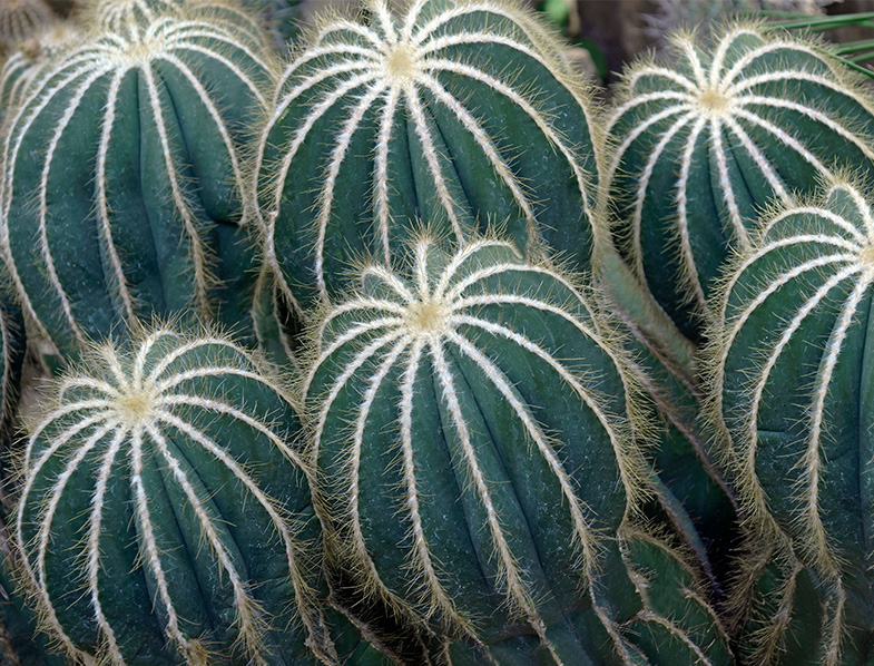 Parodia Species: A Guide to the Most Stunning Types