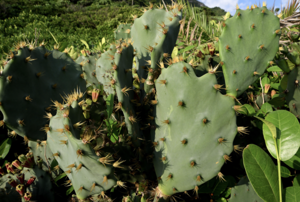 The Best Edible Cactus Genera: From Opuntia to Hylocereus