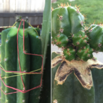 Schlumbergera Grafting: How to Combine with Other Cacti