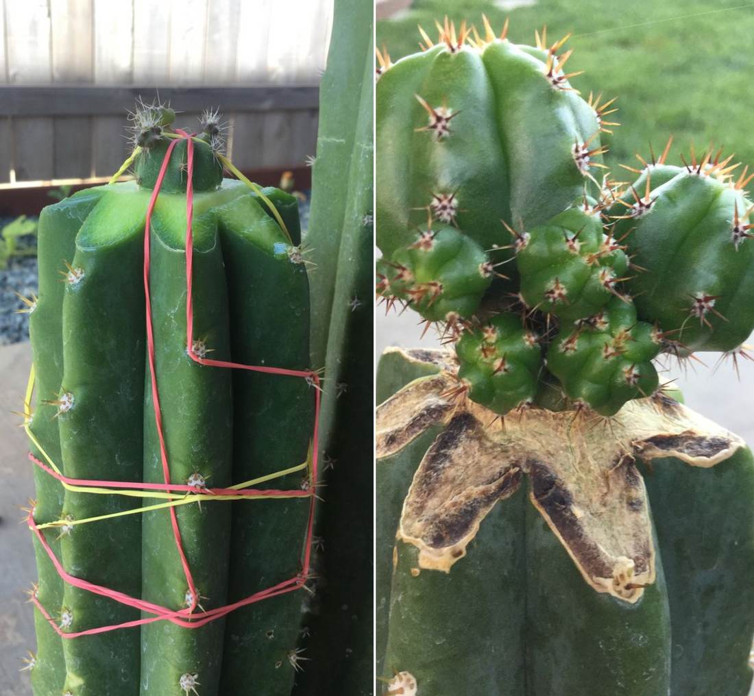 Schlumbergera Grafting: How to Combine with Other Cacti