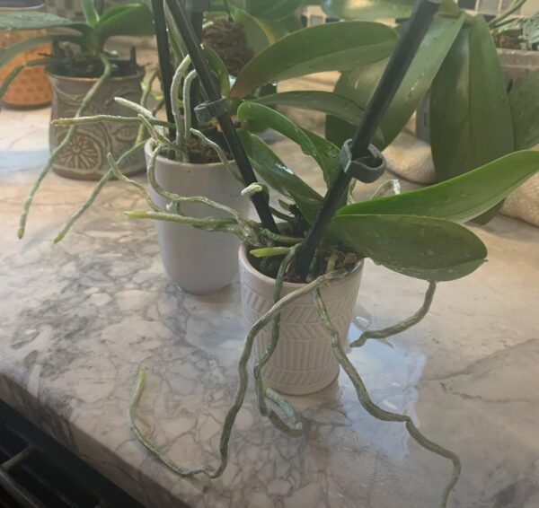 How to Repot Gymnocalycium: Tips for Healthy Roots