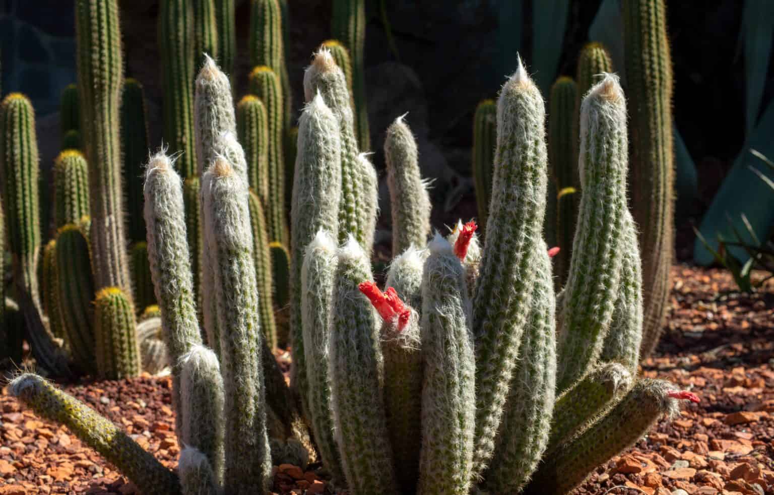 Cleistocactus Care: Growing the Silver Torch and Other Varieties