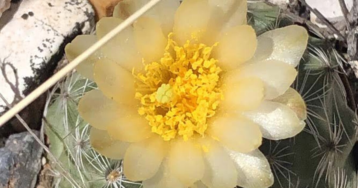 Cactus Pollinators: Bees