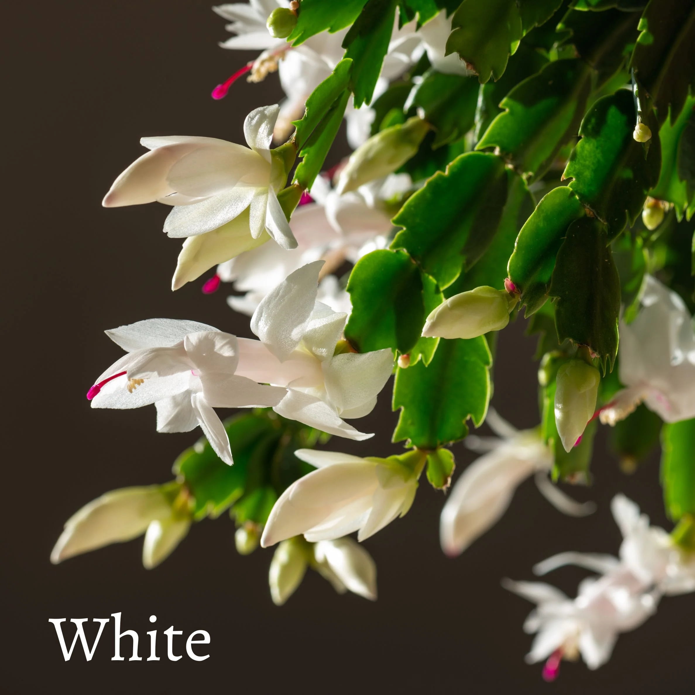 Schlumbergera for Kids: The Festive Christmas Cactus