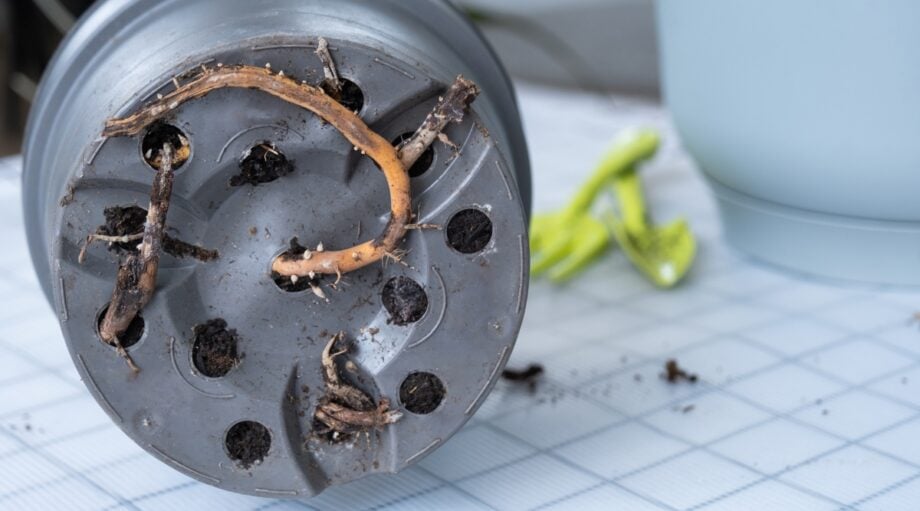 How to Repot Parodia: Tips for Healthy Roots