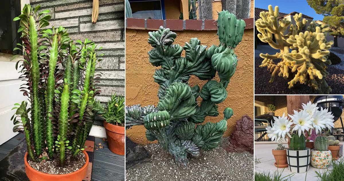 The Most Profitable Cactus Varieties for Farmers