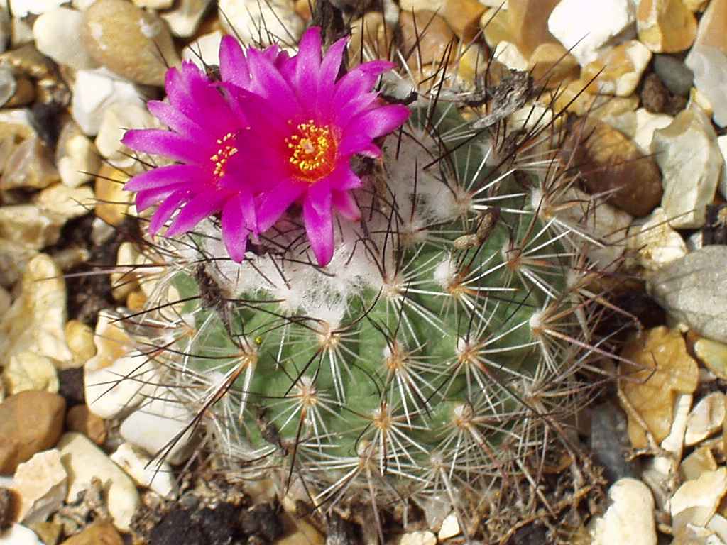 Turbinicarpus Care: Tiny Cacti with Big Personality