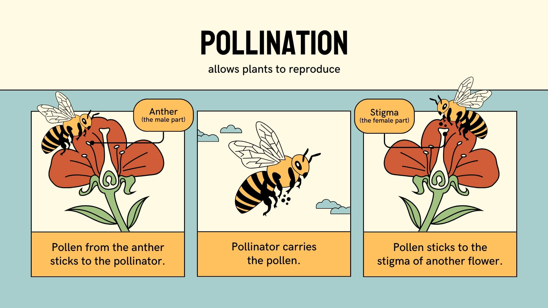 Cactus Pollination: How to Hand-Pollinate for Seeds
